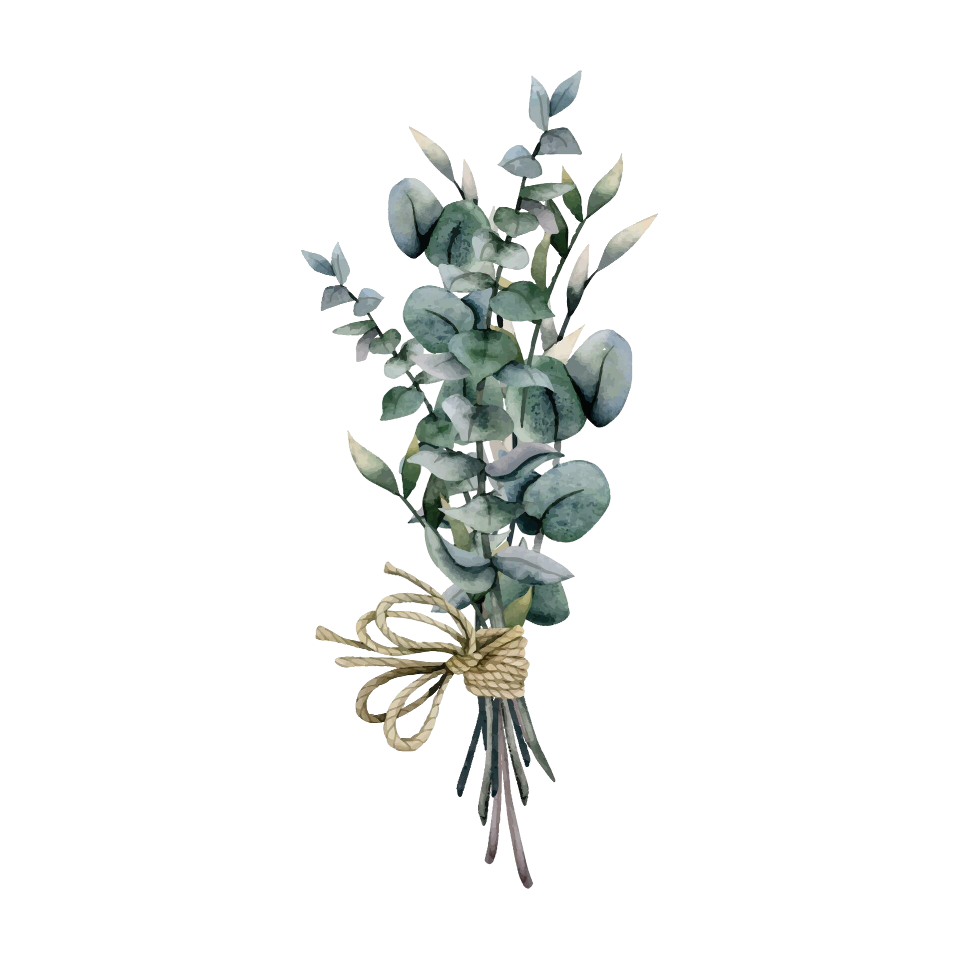 Eucalyptus branch